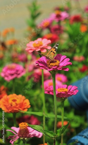 bee on a coloured flower