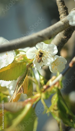 bee on a white flower apricot 