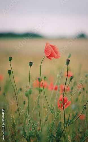 red poppy in the field