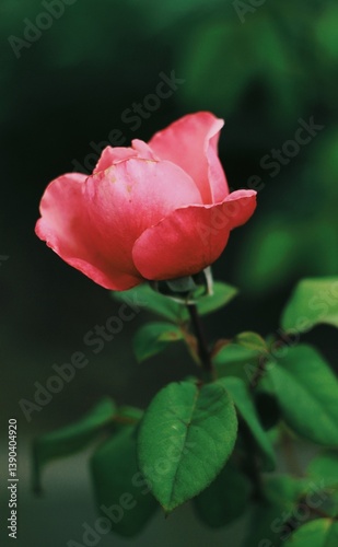 pink rose on green background