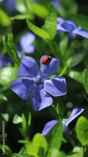 Red ladybug on a purple flowers 