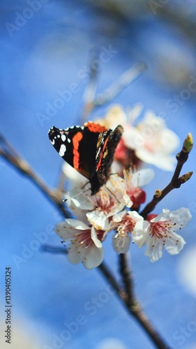butterfly on a flower