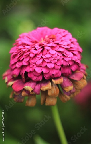 pink zinnia flower on green garden background