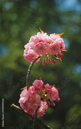 Pink sakura buds in spring 