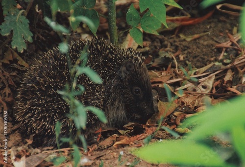hedgehog in the grass