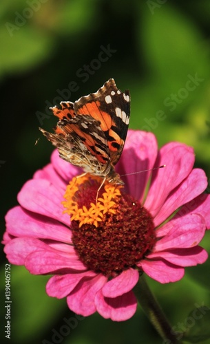 Butterfly and pink zinnia flower in green garden