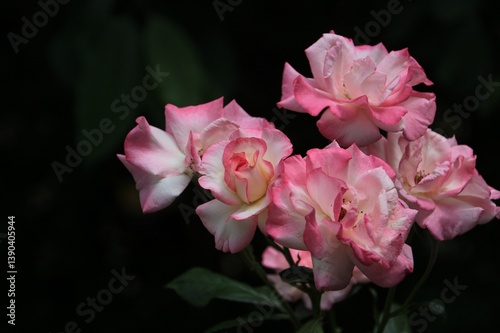 pink and white rose
