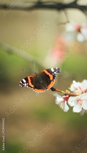 Black orange butterfly on flower