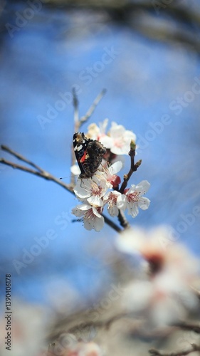 butterfly on a branch