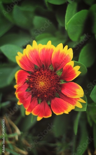 red dahlia flower