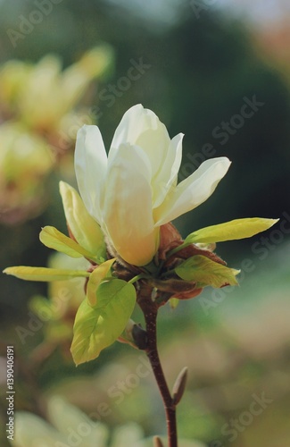 Yellow magnolia blossom 
