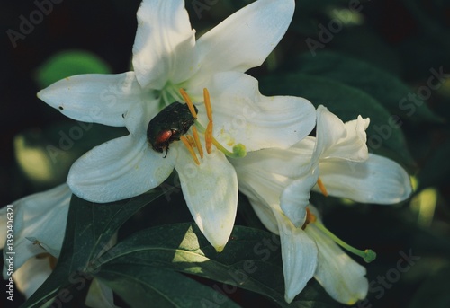 Green beetle in white lilly 