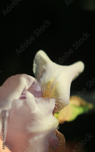 white pink iris petals close up