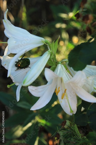 Green beetle sits on a big  white lilly 