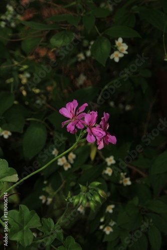 pink flower in the garden