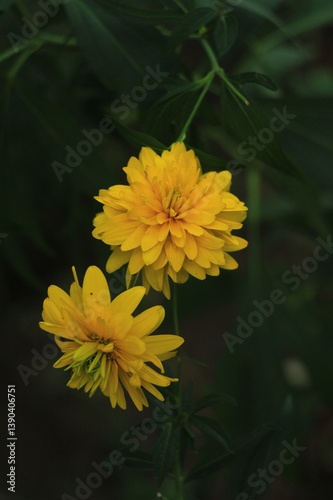 Yellow flower on a dark green background 