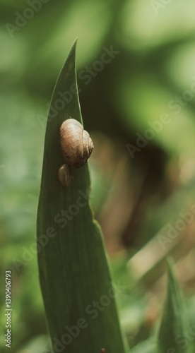 Snail sits on a leaf