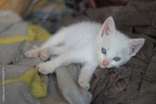 White kitten with blue eyes 