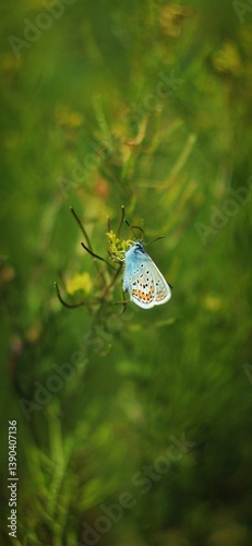 Blue butterfly on the leaf