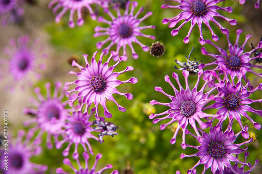Obraz premium Flores de Osteospermum
