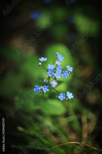 forget me not flowers small blue flowers 