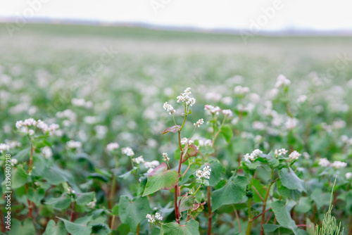 Vast Green Field with White Blooming Buckwheat