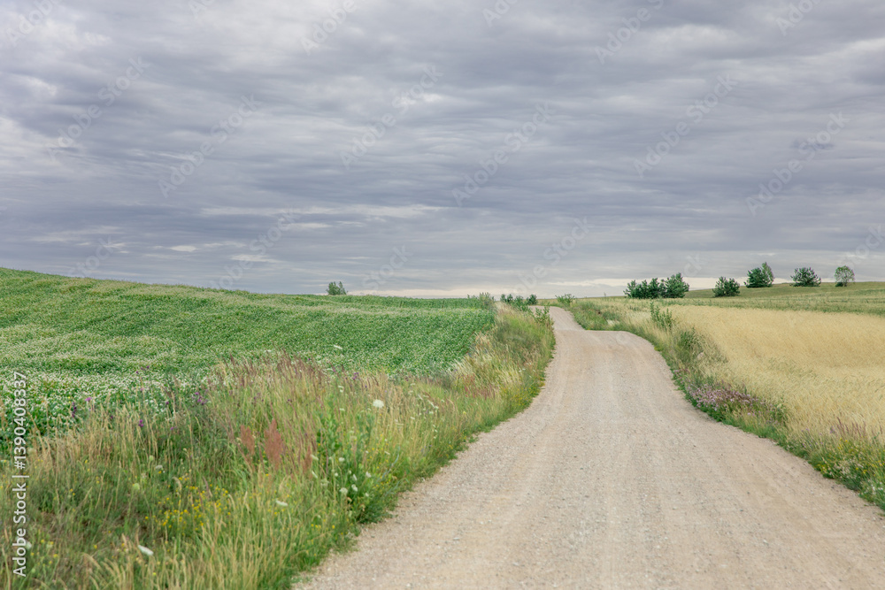 Idyllic Country Road Through Rolling Buckwheat Wheat Fields Under Cloudy Skies Idyllic Country Road Through Rolling Buckwheat Wheat Fields Under Cloudy Skies