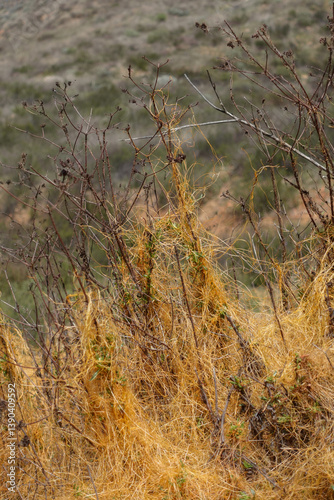 Close up of Chaparral dodder parasitic plant.