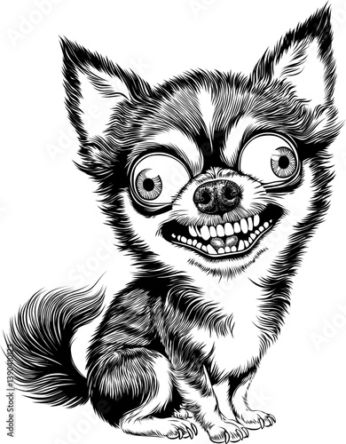 small mad dog of Chihuahua breed, black and white vector drawing