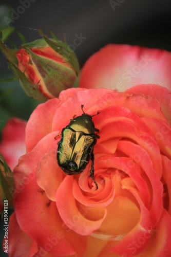 Green beetle on a orange red rose 