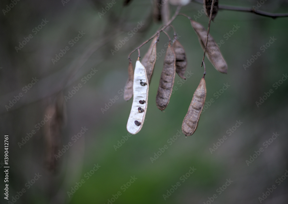 Acacia seeds in yellow dry pods on a tree