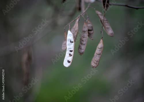 Obraz na płótnie Acacia seeds in yellow dry pods on a tree w salonie