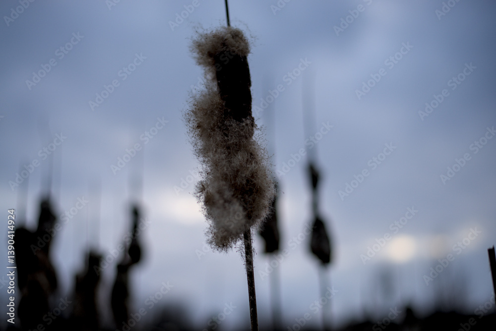 Scene of calm with dry fluffy cattails