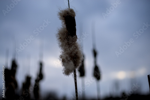Obraz na płótnie Scene of calm with dry fluffy cattails w salonie