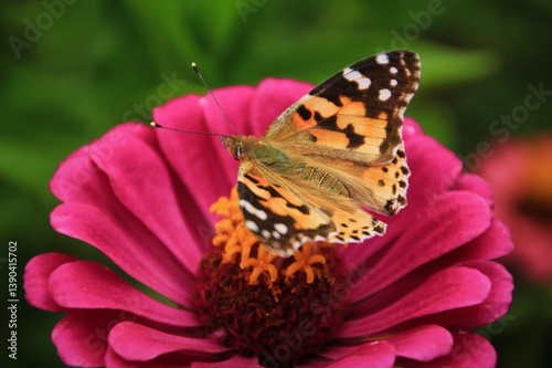 Close-up black and orange butterfly on pink flower