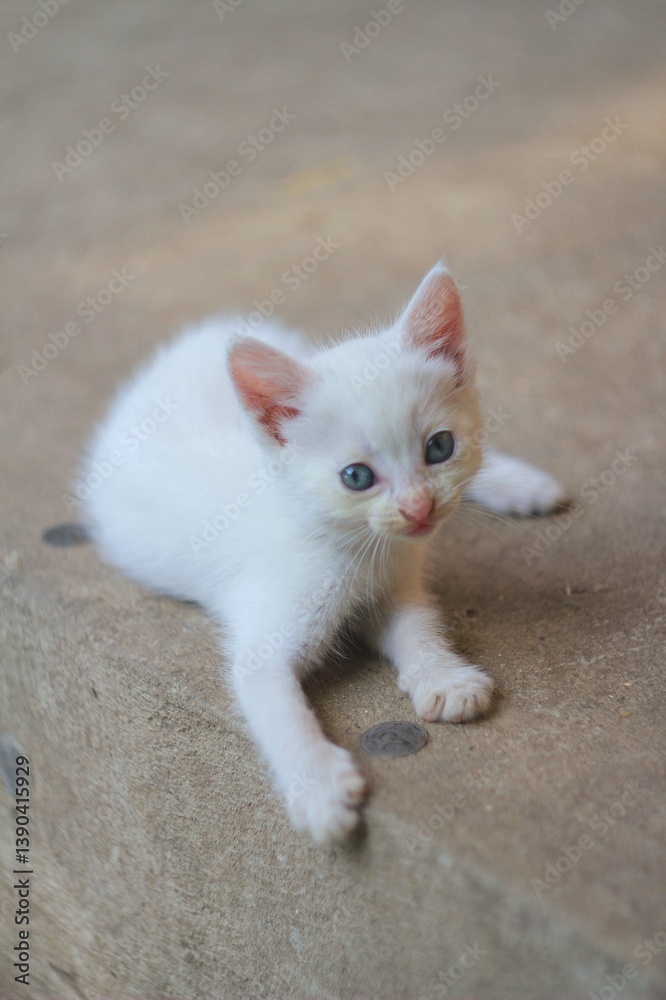 white kitten with blue eyes on the floor white kitten with blue eyes on the floor