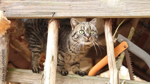 Cat moving in a woodshed on a farm