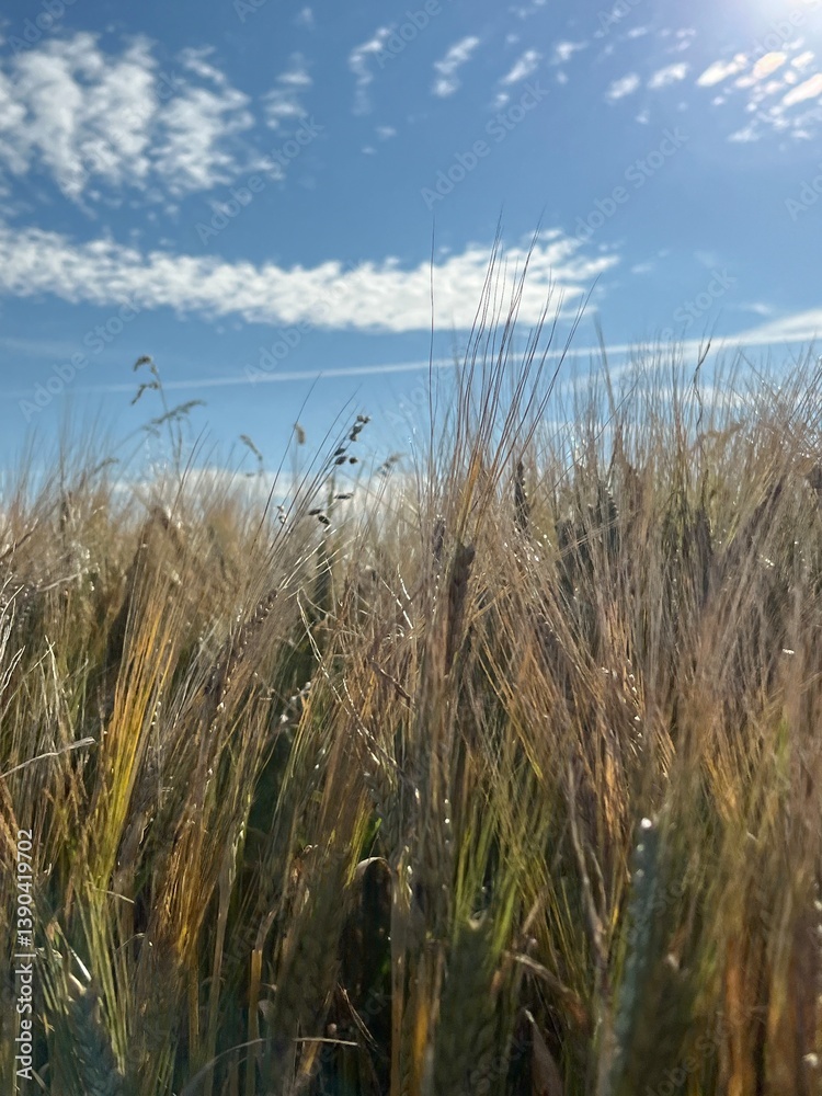 Obraz premium field of wheat
