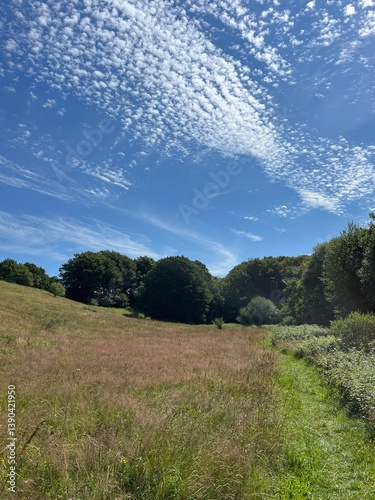 summer landscape with blue sky and clouds