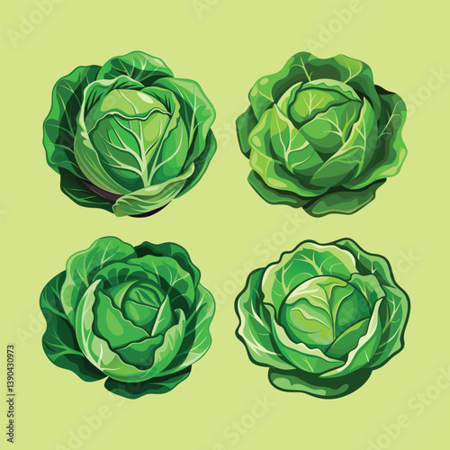 vector illustration of a green cabbage, cabbage vector art