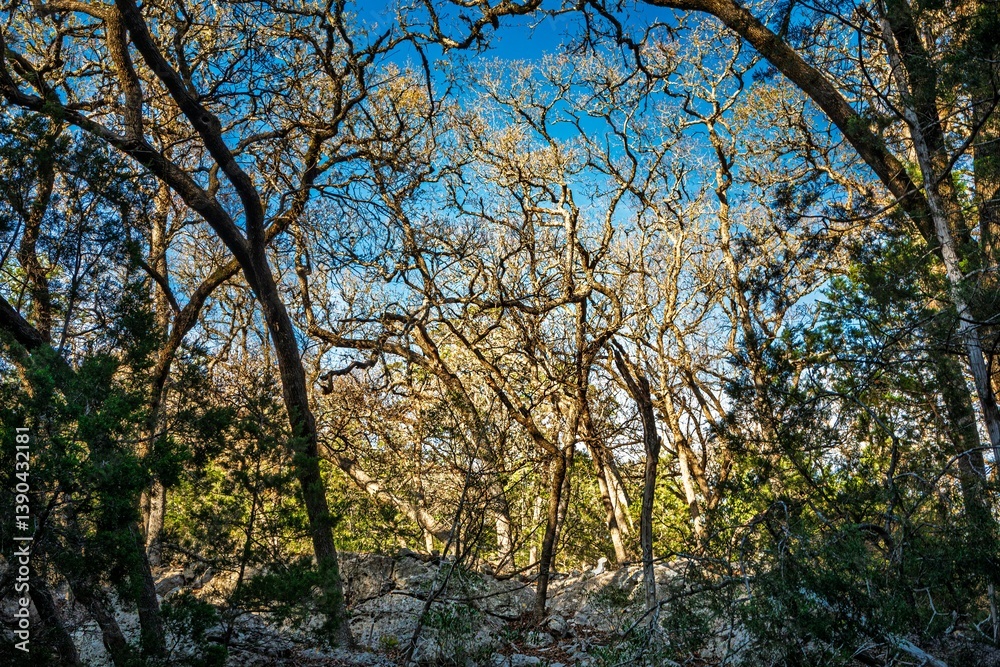 Tangled in Light on the Lost Maples State Natural Area TX Tangled in Light on the Lost Maples State Natural Area TX
