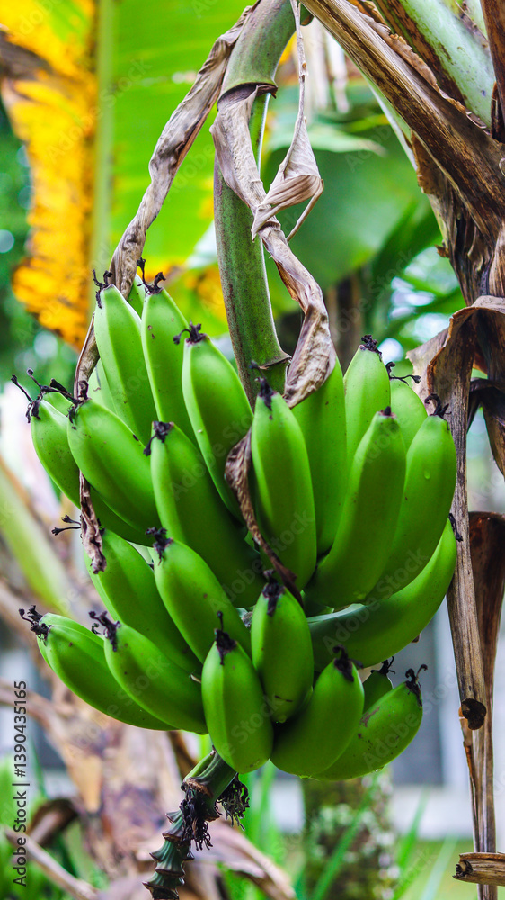 cacho de bananas frescas, maduras e naturais, capturando a essência da agricultura tropical. As bananas são um alimento saudável e nutritivo, ideal para uma alimentação equilibrada.