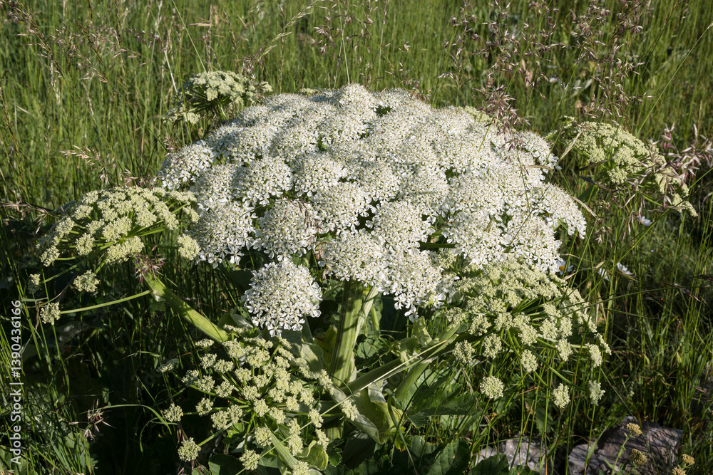 view of the inflorescences of an umbrella plant close-up