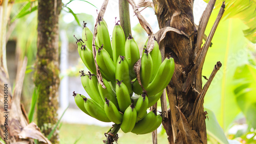 Cacho de bananas pendurado em bananeira no campo. Fruta tropical, natureza, agricultura e cultivo natural em destaque na imagem