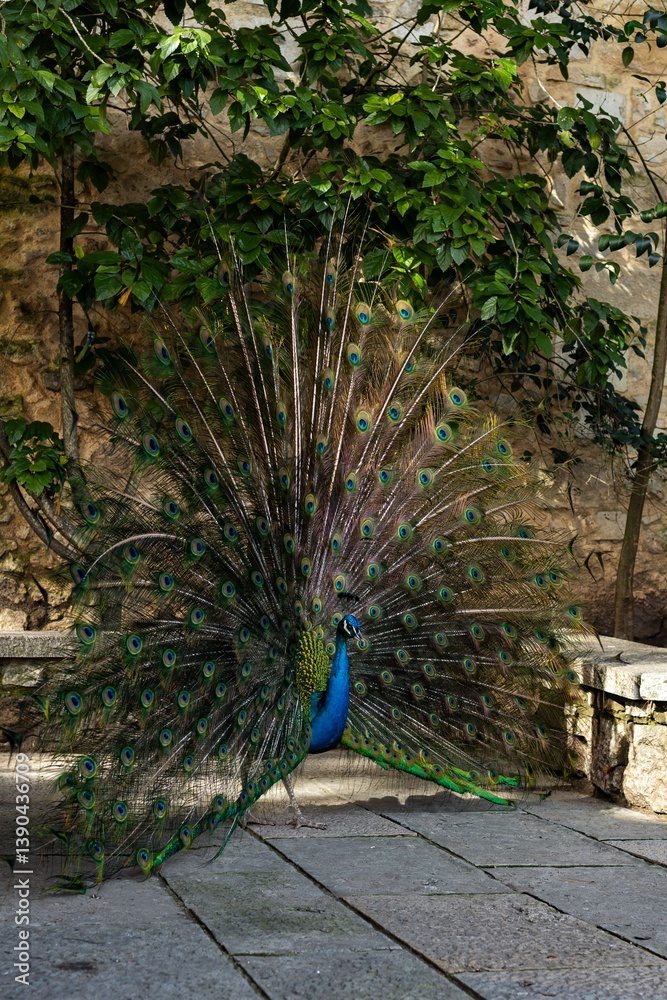 Obraz premium A majestic peacock displaying vibrant iridescent plumage with striking eye patterns. Its rich blue and green feathers create a mesmerizing, elegant, and exotic spectacle in nature