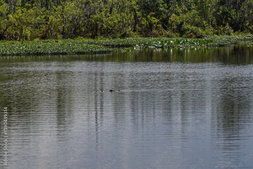 An alligator glides through the water, its body visible beneath the surface of a large, beautiful lake. An alligator glides through the water, its body visible beneath the surface of a large, beautiful lake.