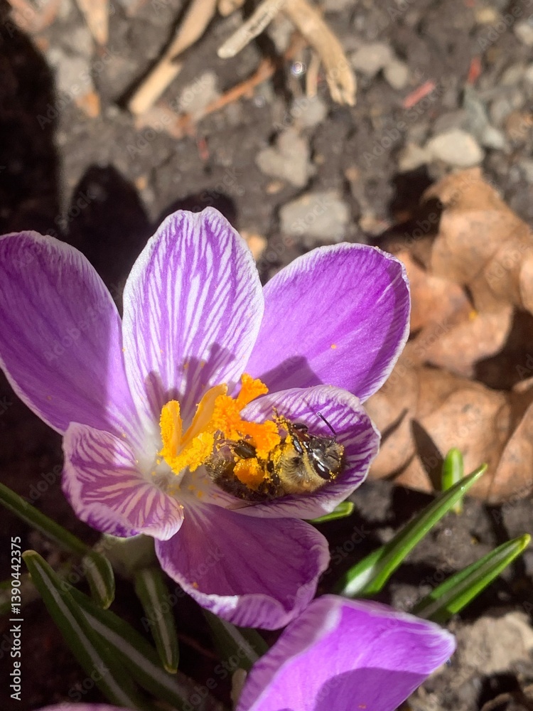 Crocus vernus (spring crocus, giant crocus) and bee