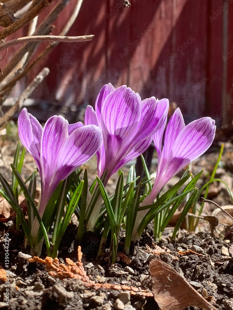 Crocus vernus (spring crocus, giant crocus) and bee