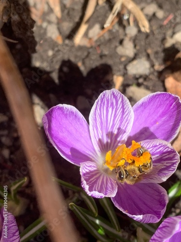 Crocus vernus (spring crocus, giant crocus) and bee