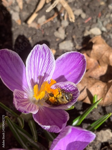 Obraz na płótnie Crocus vernus (spring crocus, giant crocus) and bee w salonie